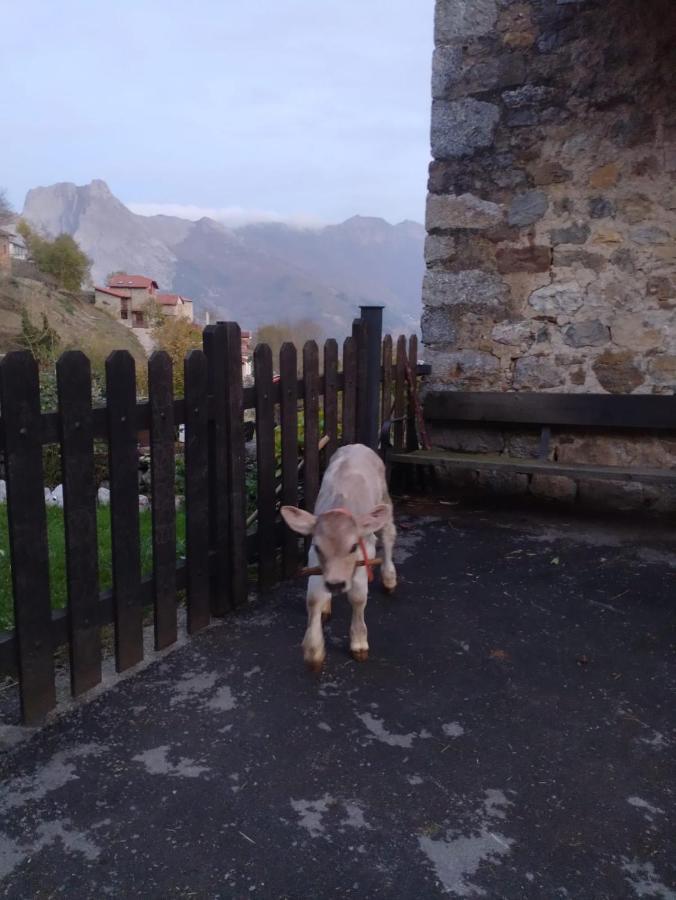El Enebral En Potes Picos De Euopa * Colio